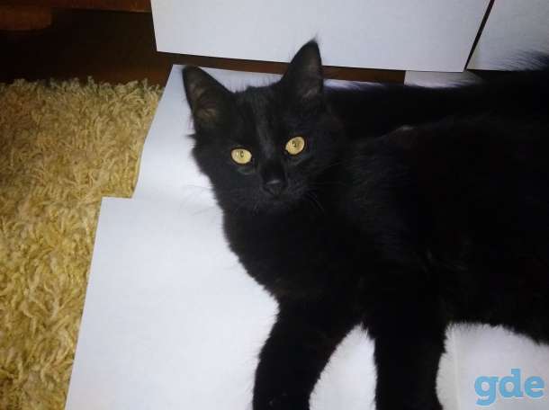 Отдаём котят в хорошие руки, фотография 2