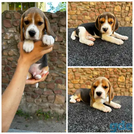 Щенки бигль, фотография 1