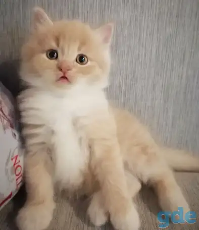 Котенок британский длинношерстный., фотография 2