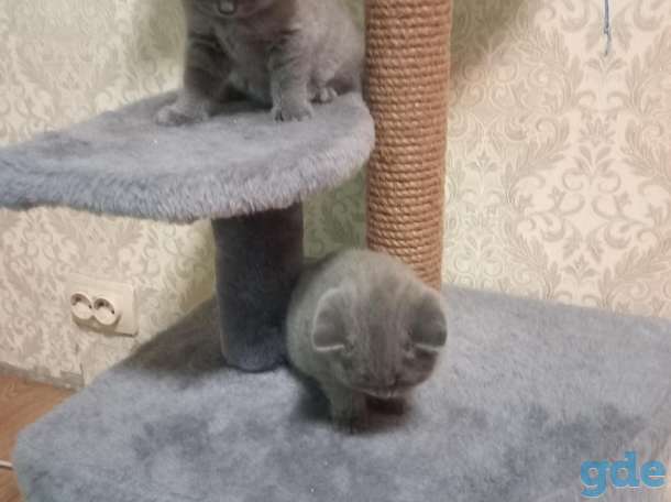 Британский котёнок, фотография 4