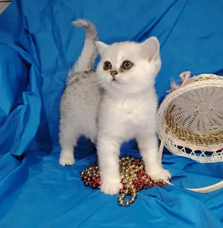 Шотландские котята., фотография 1