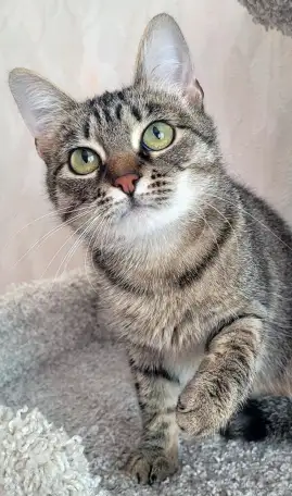 Котенок подросток Манюня, фотография 7