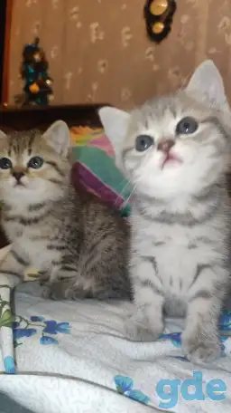Шотландские чистокровные котята, фотография 13