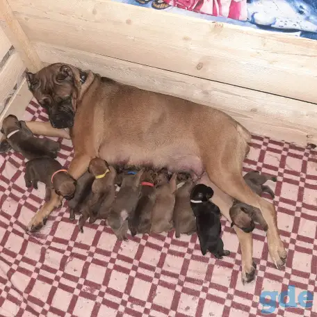 Бронь щенков от молодых родителей, фотография 11