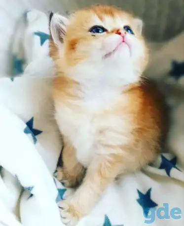 ЗОЛОТАЯ ШИНШИЛЛА шотландские котята, фотография 2