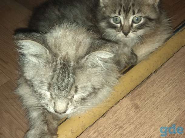 Котёнок в дар, фотография 4