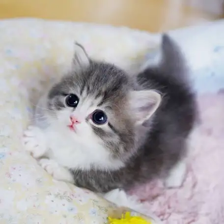 Котенок, фотография 1