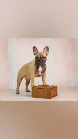 Французский бульдог, фотография 2