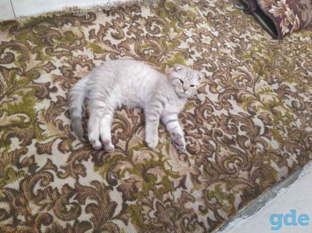 Шотландский вислоухий котенок, фотография 2