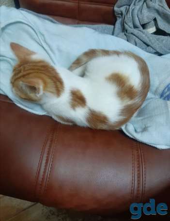 Котенок ищет дом, фотография 3