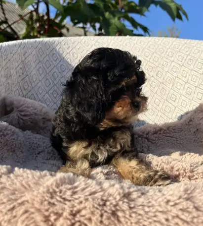 Кавапу девочка мини (Cavapoo), фотография 5