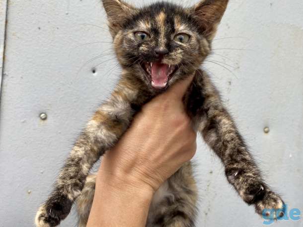 Котёнок в дар , девочка, фотография 2
