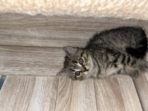 Шотландские котята, фотография 7