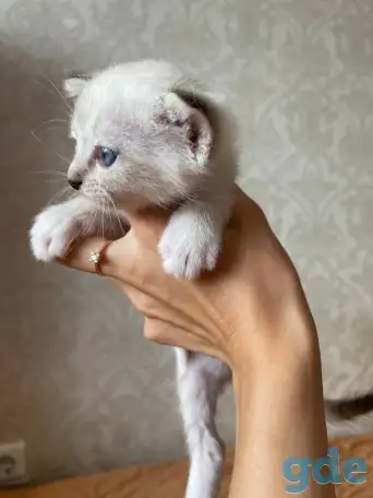 Котята в дар, фотография 2