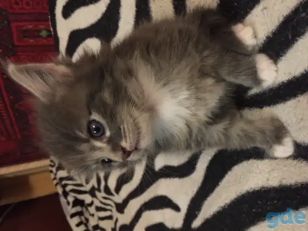 Котенок Мейн Кун, фотография 4