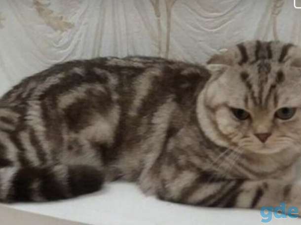 Шотландские котята, фотография 9