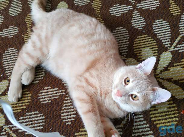 Котёнок 6 мес, фотография 3