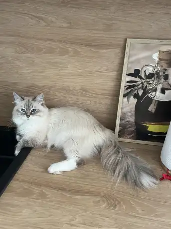 Нужен кот для вязки Невской Маскарадной, фотография 3