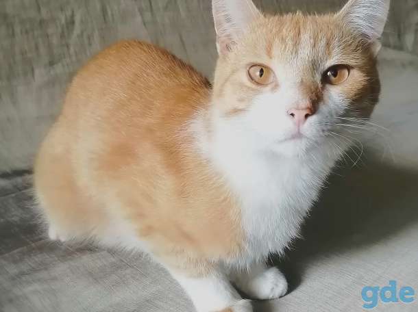 Котенок, фотография 4