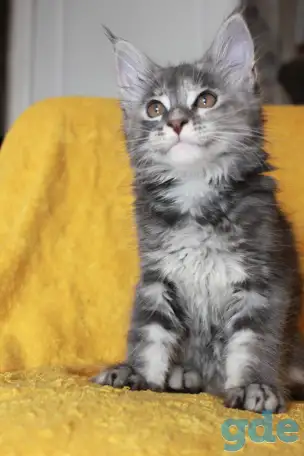 6 Котенок Мейн кун, фотография 3
