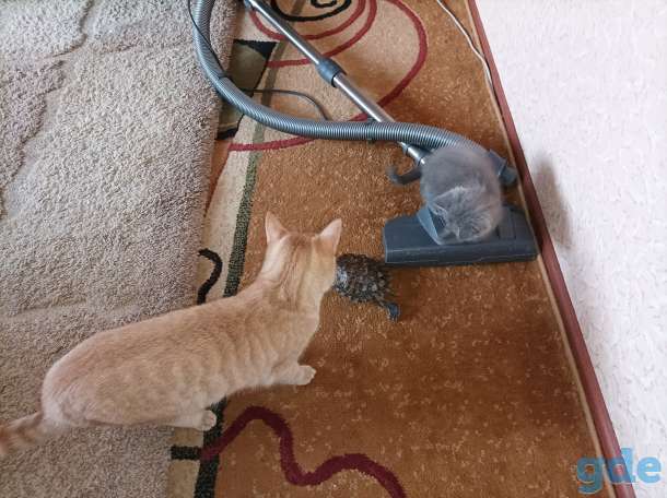 Котята, фотография 5