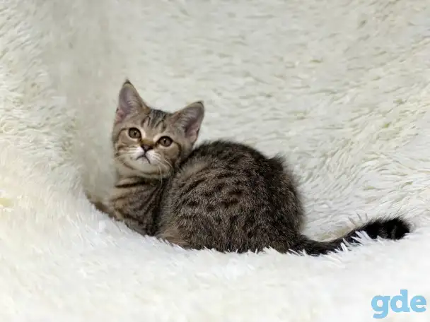 Шотландская прямоухая кошка, котенок страйт, окрас SFS 71 n24, фотография 4