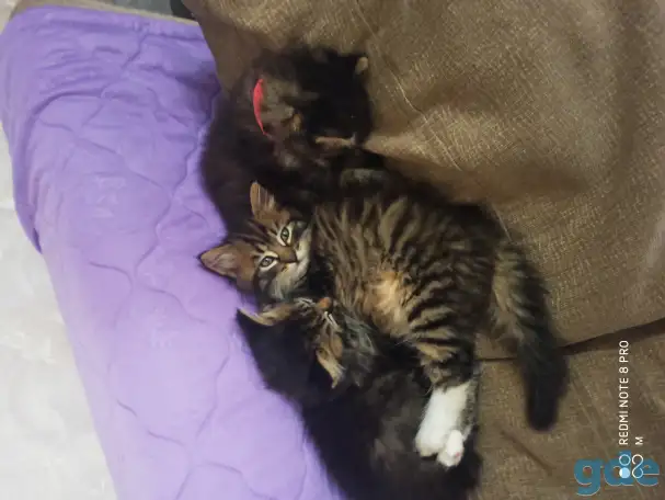 Отдам котят в добрые руки, фотография 1