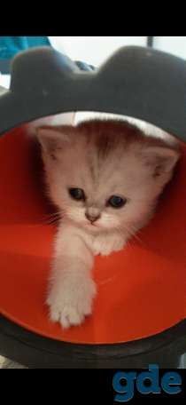 Котята, фотография 8