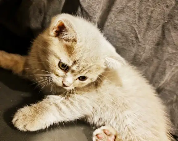 Котята Скоттиш-Страйт, фотография 3