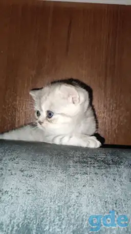 Шотландские чистокровные котята, фотография 5