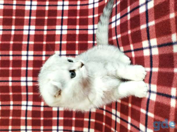 Котята, фотография 2