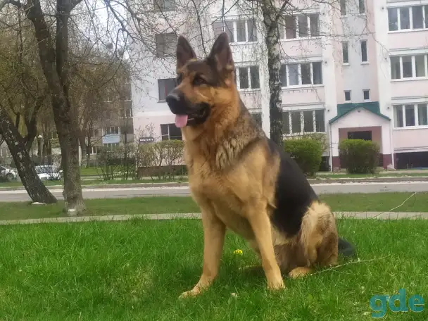 Вязка, фотография 1