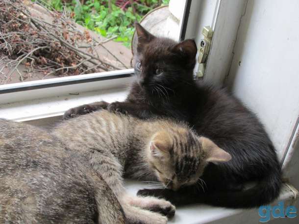 котята подарю, фотография 3