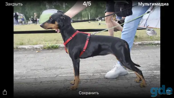 Стандартный Немецкий Пинчер, фотография 3