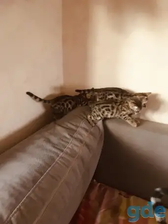 Бенгальские котята, фотография 5