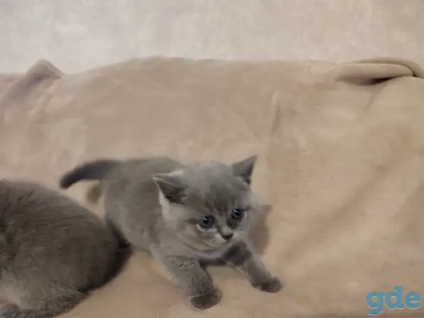 Котята Британские, фотография 3
