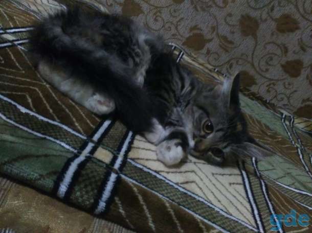 Кошечка, фотография 3