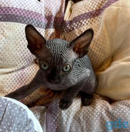 Продам котят сфинкс, фотография 10
