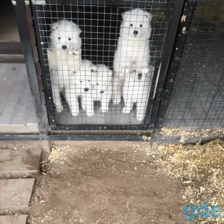 Продам щенков самоедской лайки, фотография 3