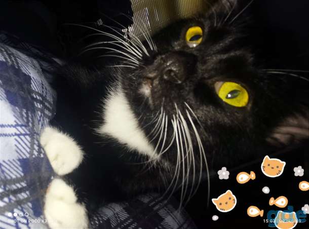 Котик, фотография 6