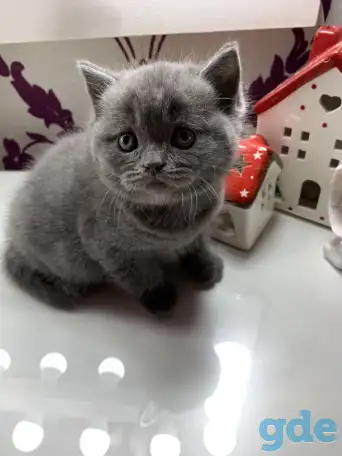 Британские котята., фотография 3