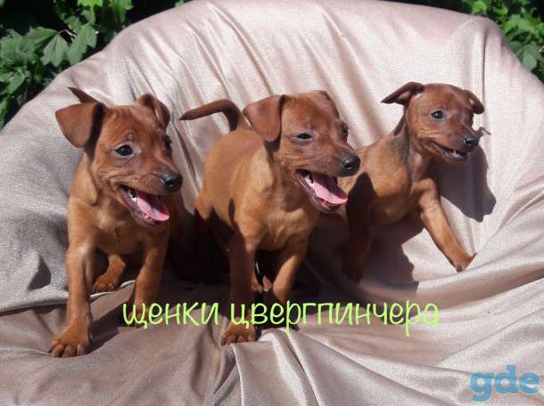 Цвергпинчера щенки, фотография 2