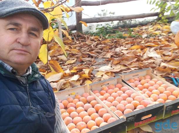 Хурма, Зизифус, Инжир, Гранат, Фейхоа, Лимон и другое., фотография 1