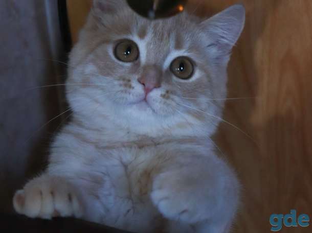 Шикарный котёнок породы Скоттиш-Страйт (Шотландская), фотография 7