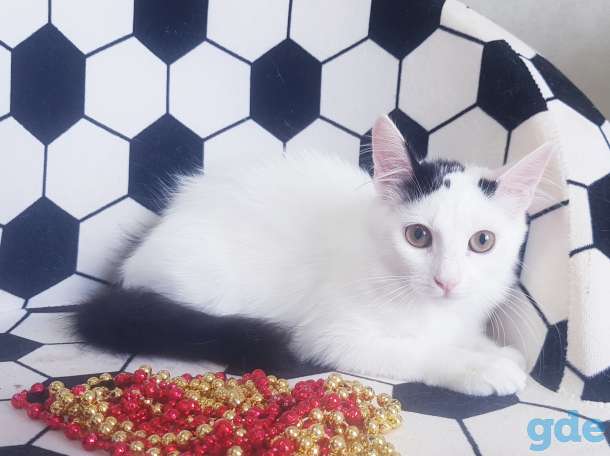 Котята бесплатно., фотография 12