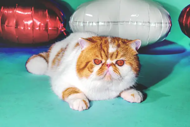 Экзотический кот Гарфилд. Даром., фотография 4