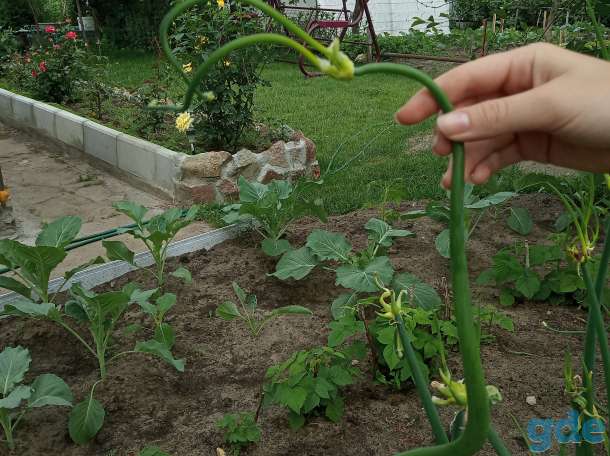 Продам лук многоярусный, фотография 3