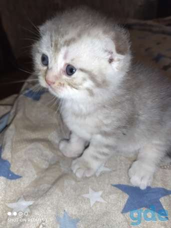 Шотландские котята, фотография 10