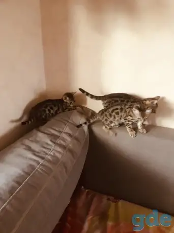 Бенгальские котята, фотография 3