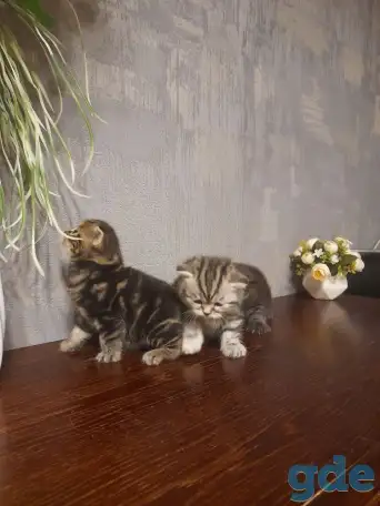 котята шотландские (страйт,фолд), фотография 6